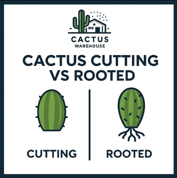 Cactus Cuttings vs. Rooted Cacti: What's Best for You?