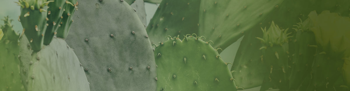 New Arrivals – Cactus Warehouse – CactusWarehouse