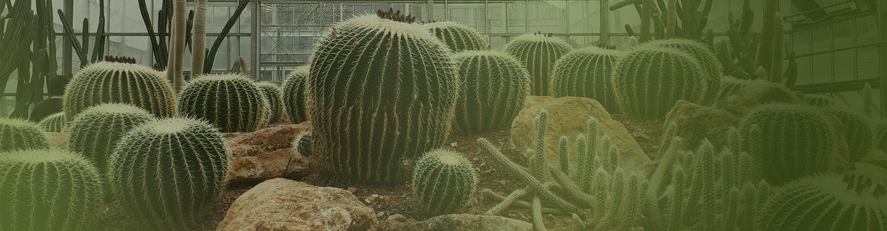 Cacti