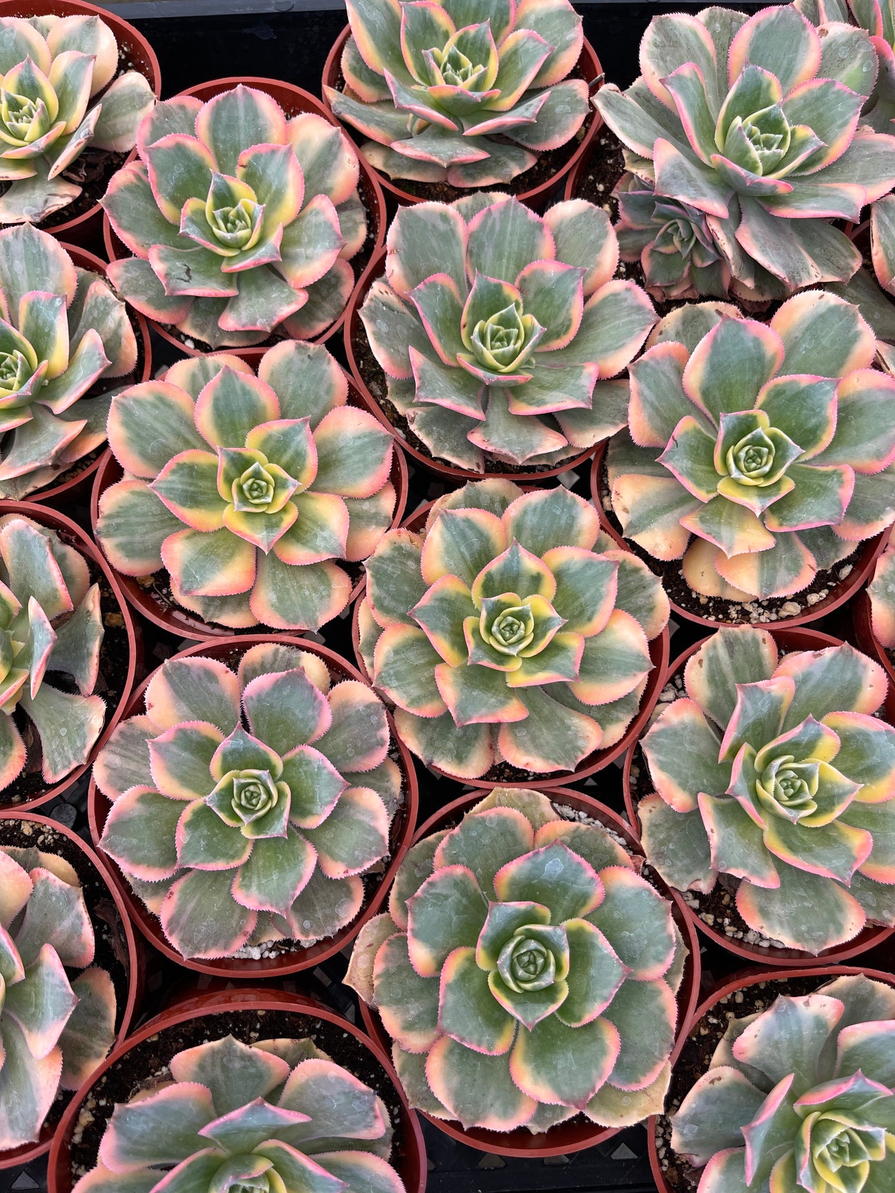 Succulents