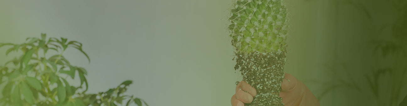 Cuttings