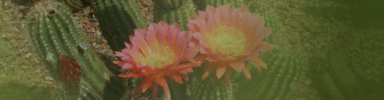 Flowering Cacti