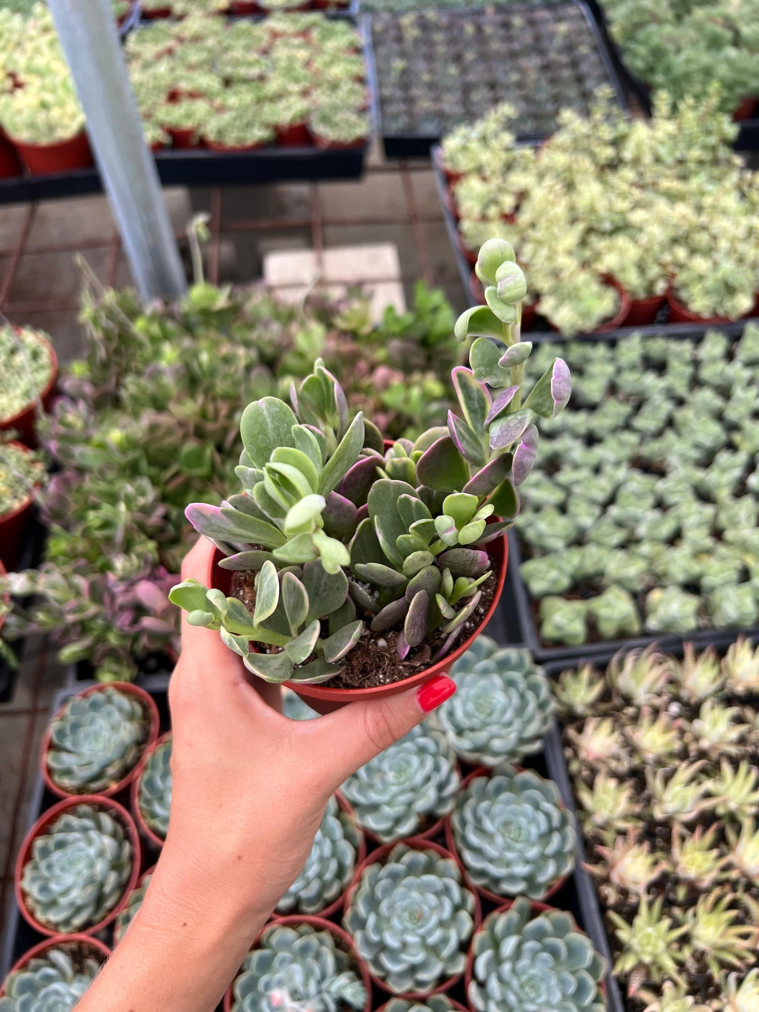The Elegant Trailing Jade - Senecio jacobsenii