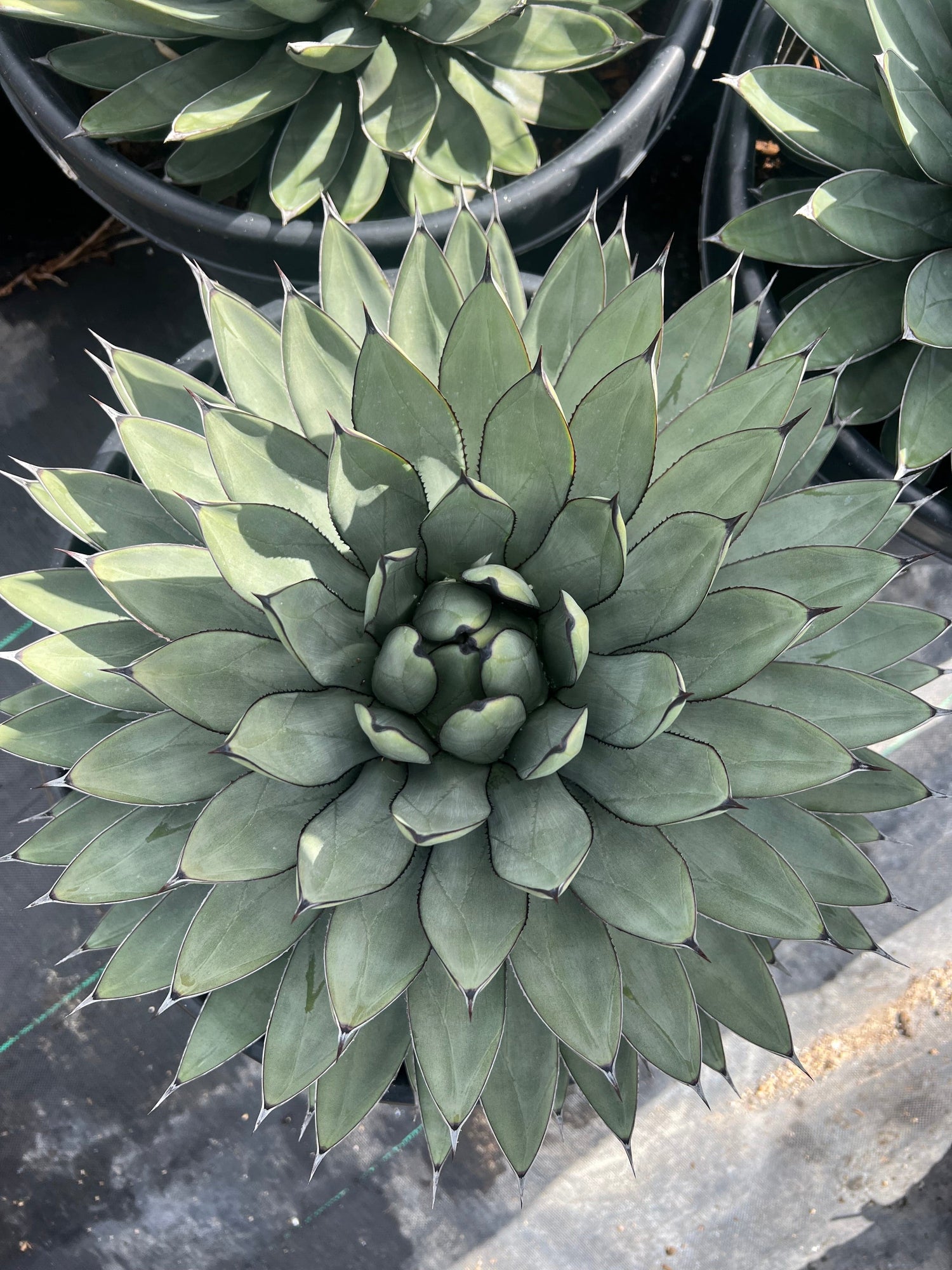 Agave 'Blue Emperor' - Agave