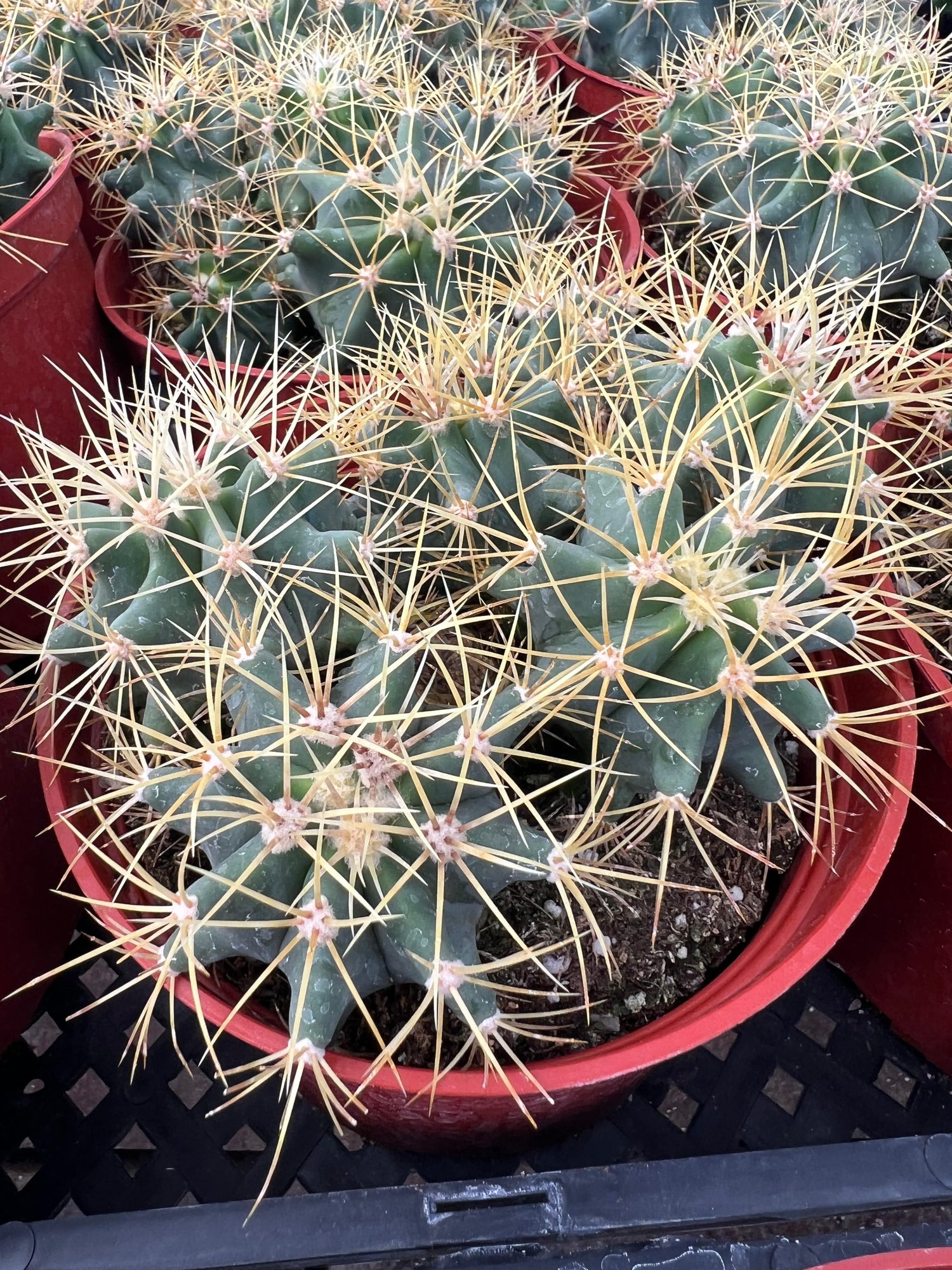 Blue Barrel Cactus - Ferocactus glaucescens