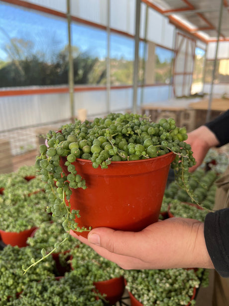 String of Pearls - Senecio Rowleyanus