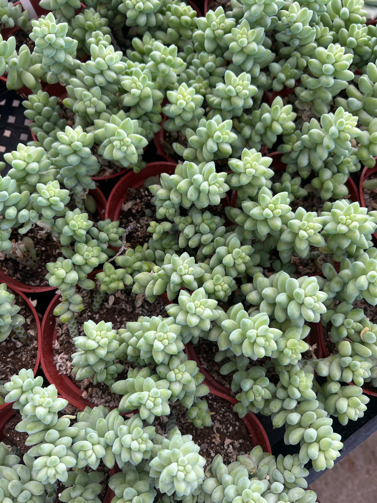 Donkey’s Tail - Sedum Morganianum