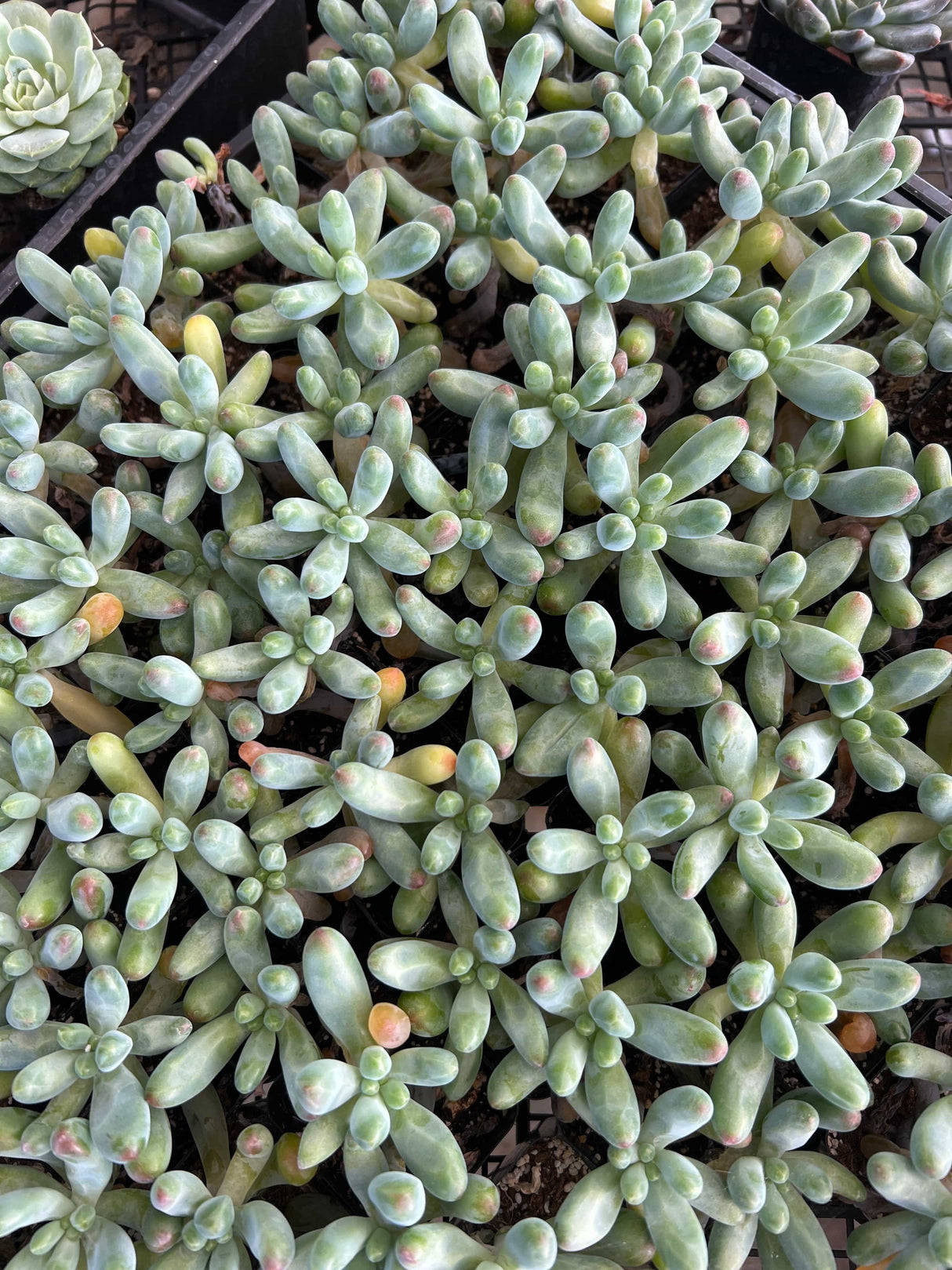 Jelly Beans Succulent - Sedum Pachyphyllum
