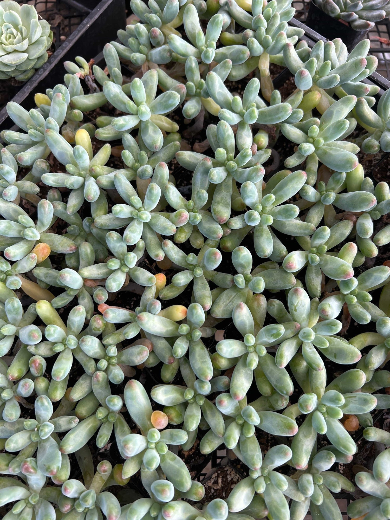 Jelly Beans Succulent - Sedum Pachyphyllum
