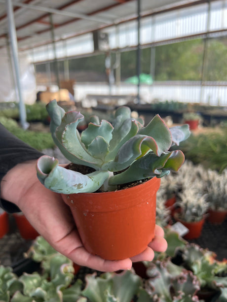 Echeveria 'Etna' - Echeveria