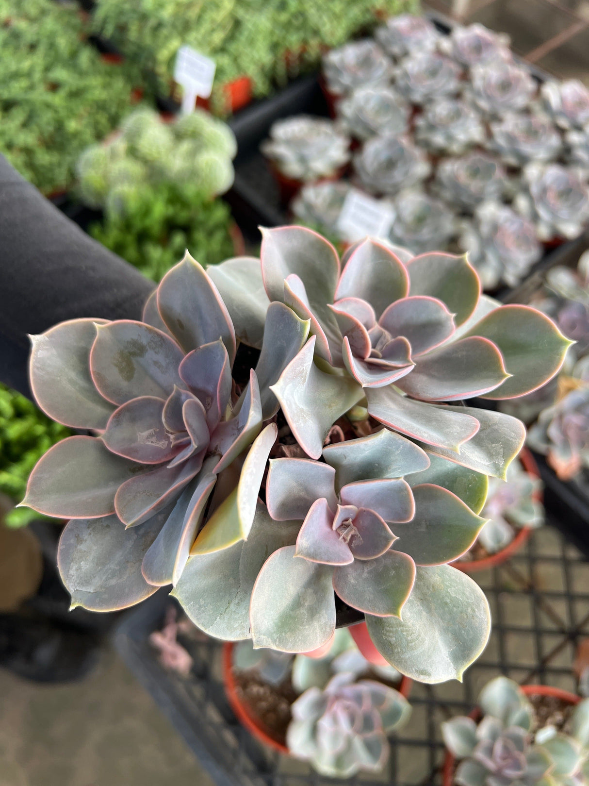 Echeveria 'Perle von Nurnberg' - Echeveria