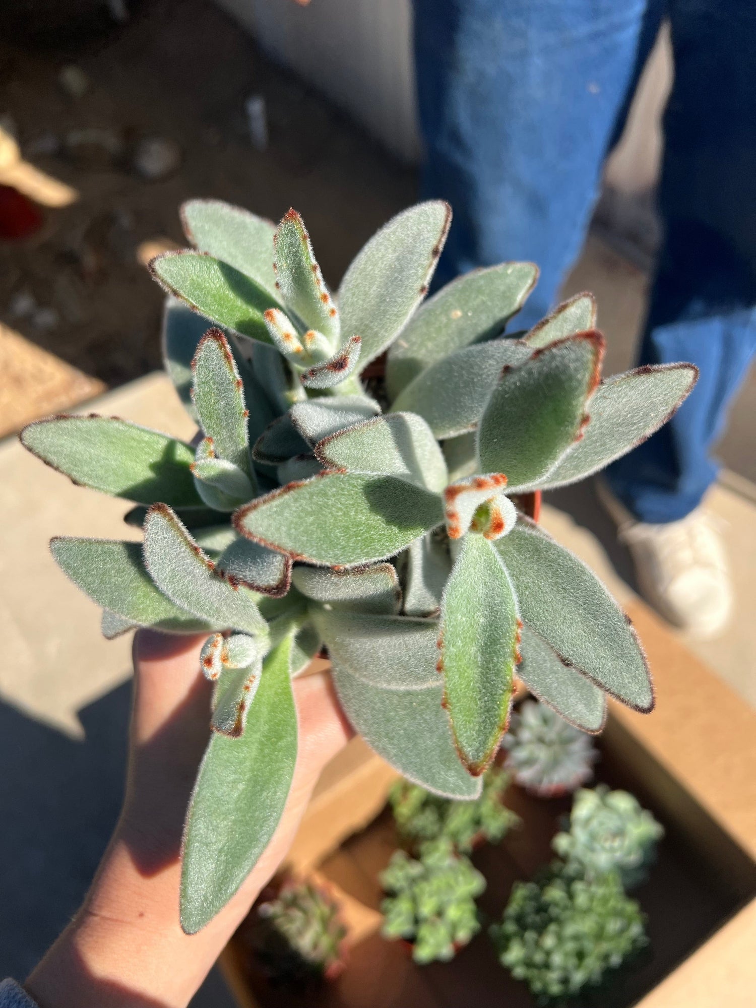 Mixed Succulent Starter Bundle