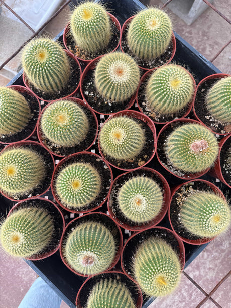 Lemon Ball Cactus - Parodia leninghausii