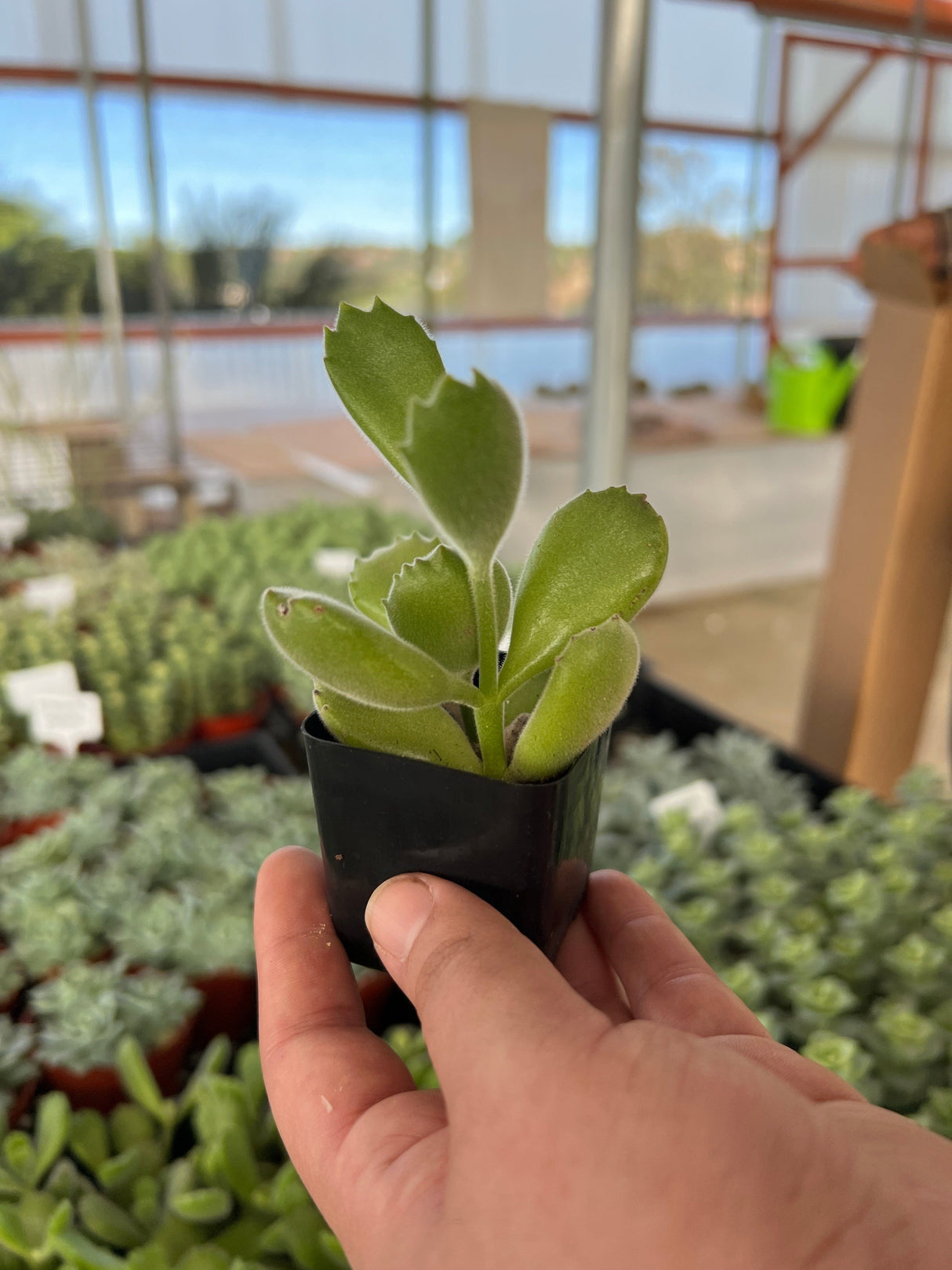 Bear’s Paw Succulent - Cotyledon Tomentosa