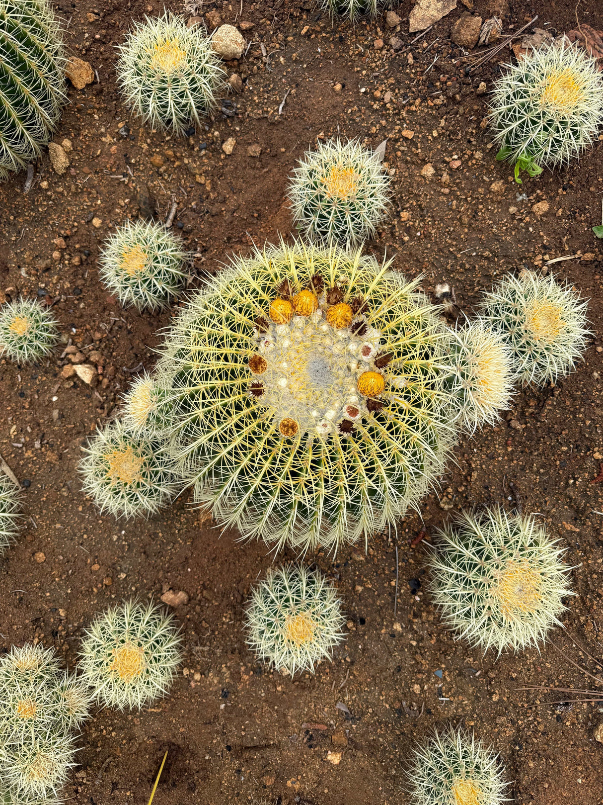 Echinocactus grusonii - Golden Barrel Cactus Cluster