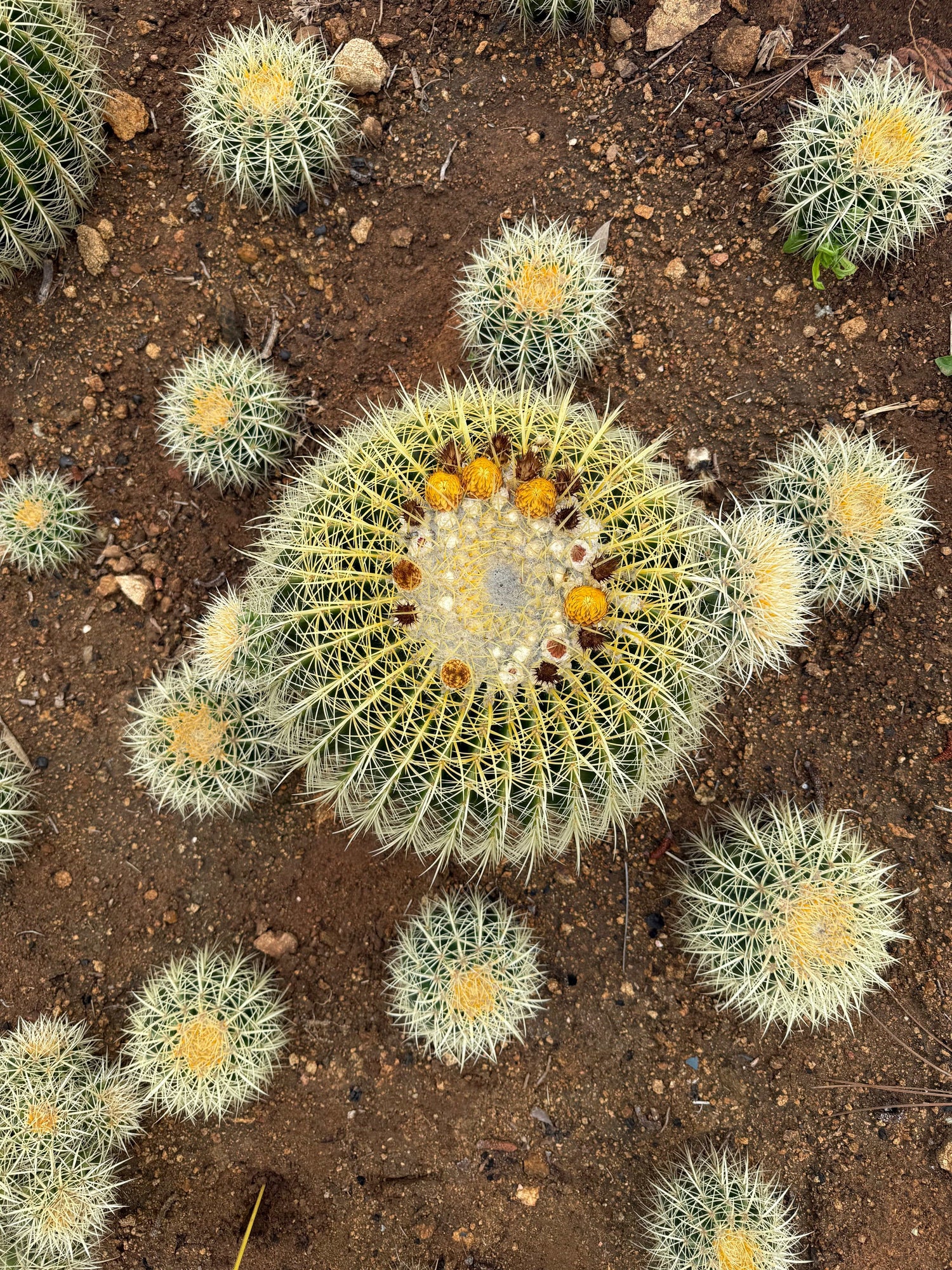 Echinocactus grusonii - Golden Barrel Cactus Cluster