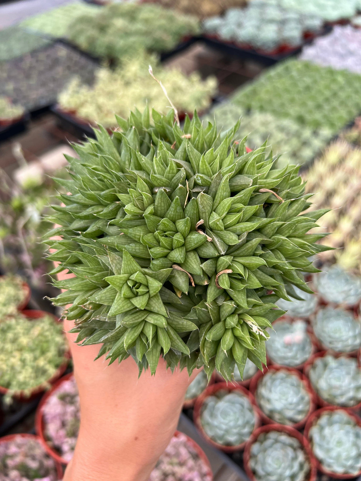 Star Cactus - Haworthia retusa