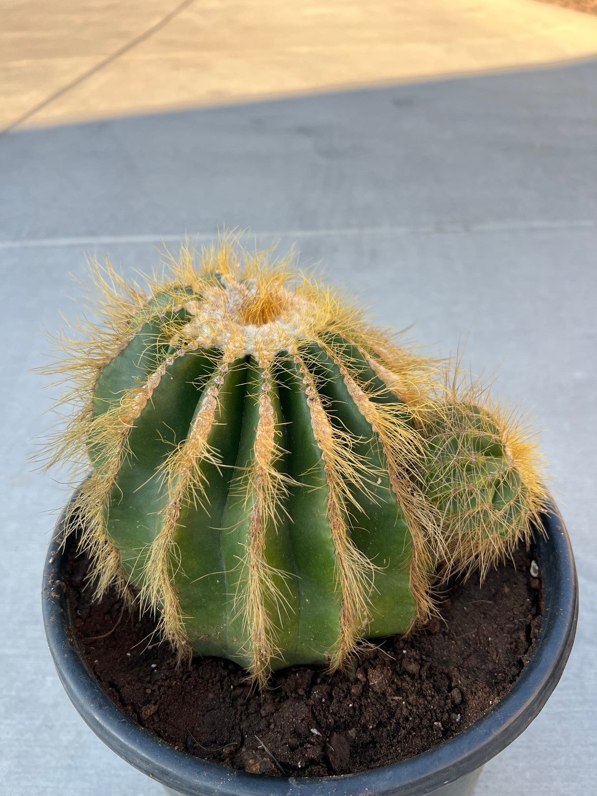 Balloon Cactus 2-Pack Cluster - Parodia magnifica