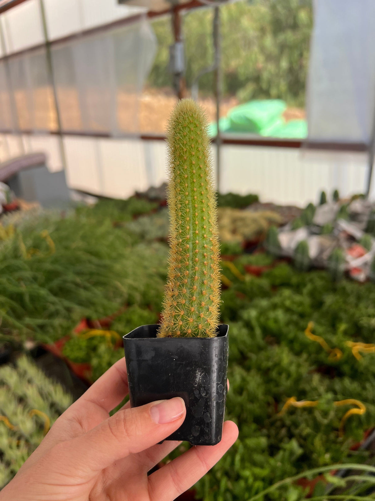 Golden Rat Tail - Cleistocactus Brookeae