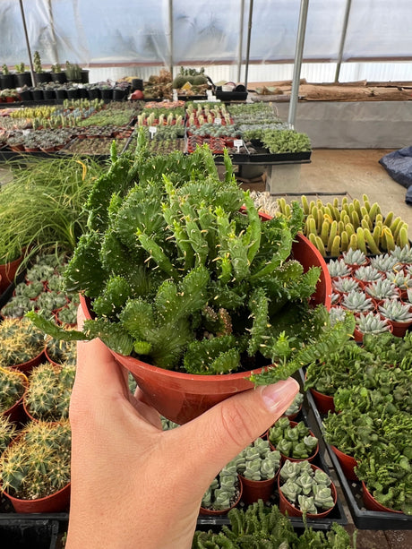 Green Coral Succulent - Euphorbia flanaganii f. cristata