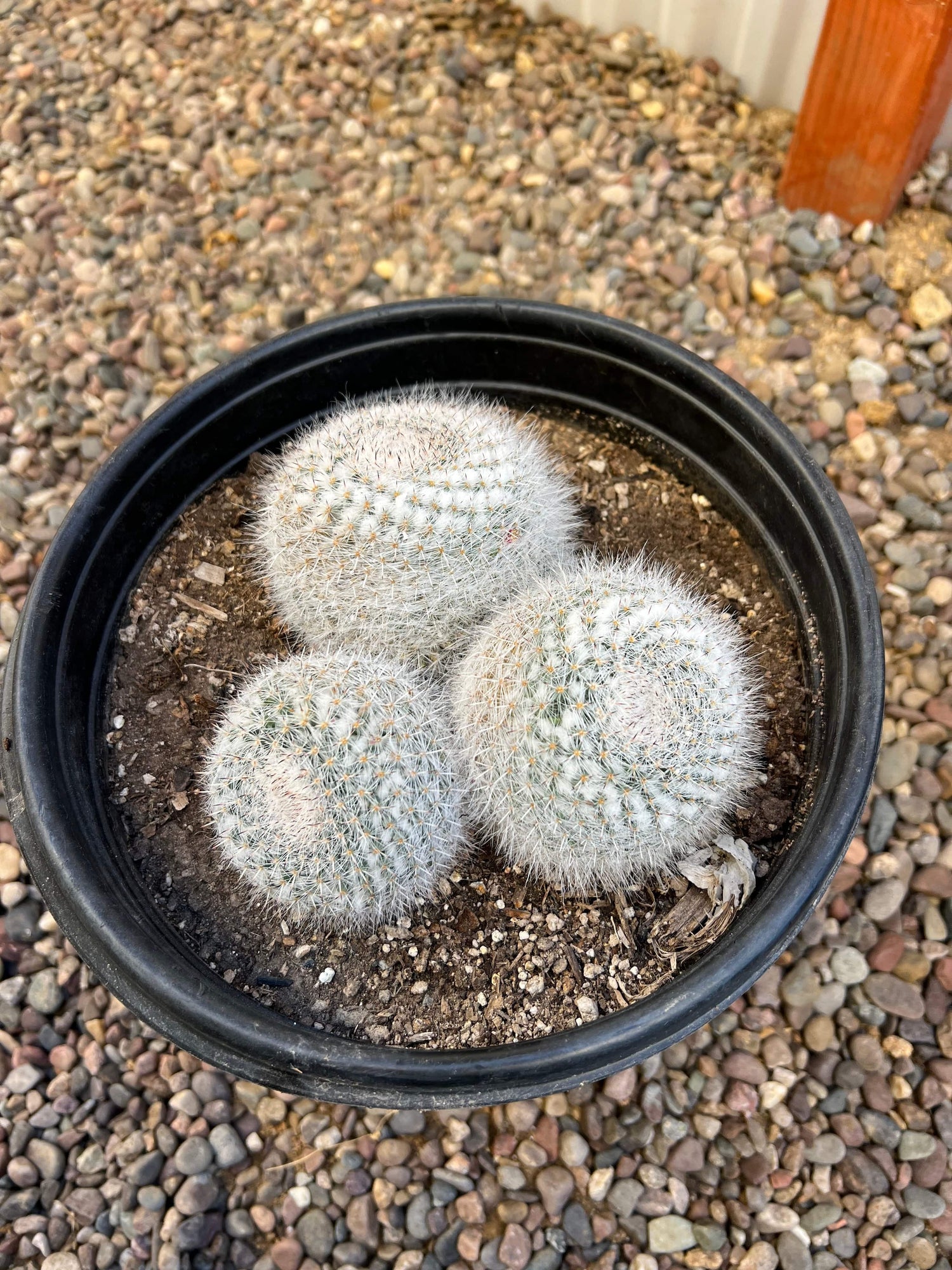 Mammillaria Maximus Trio Cluster - Mammillaria maximus