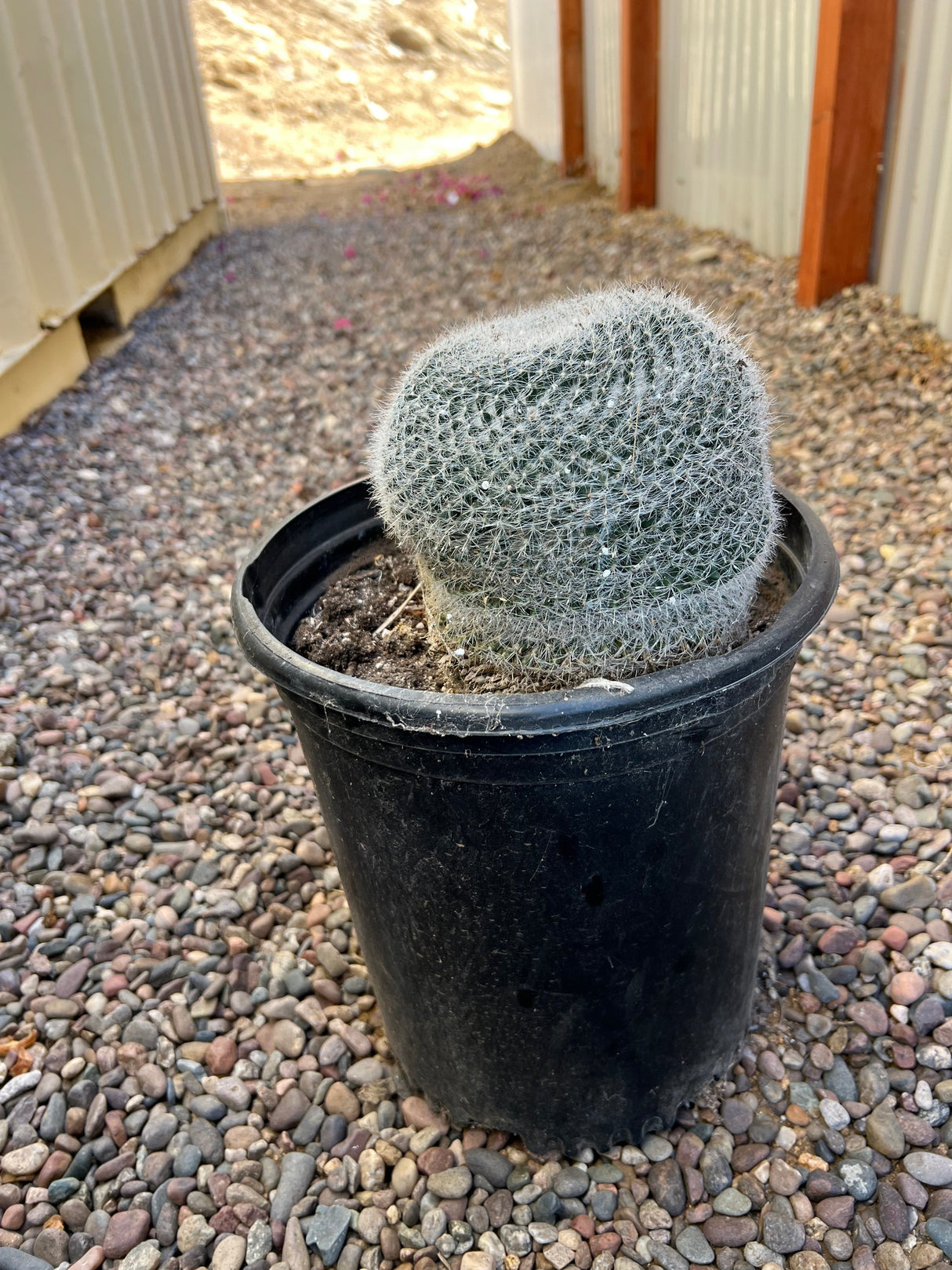 Old Lady Cactus - Mammillaria Hahniana