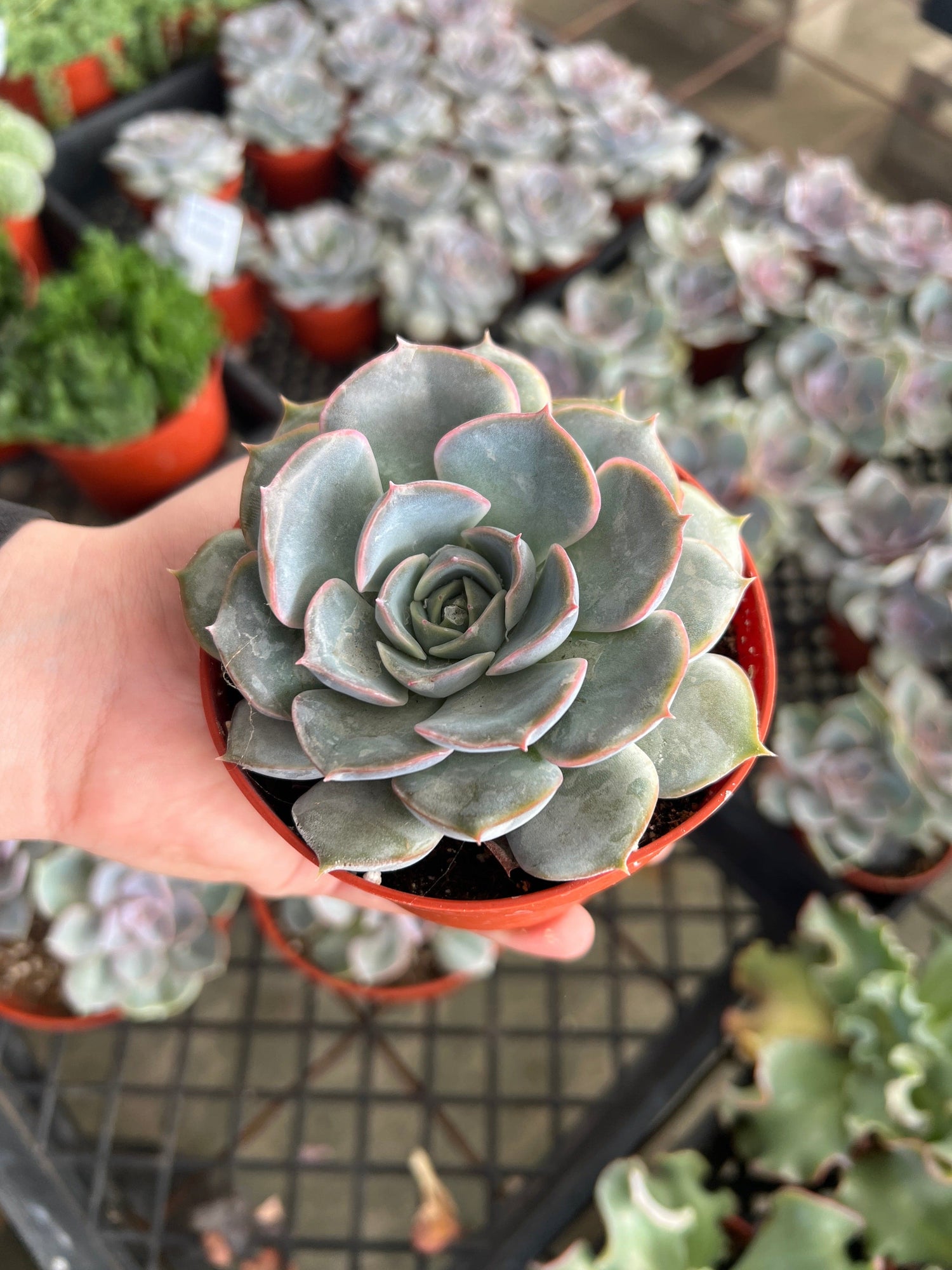 Echeveria 'Pink Hybrid' - Echeveria