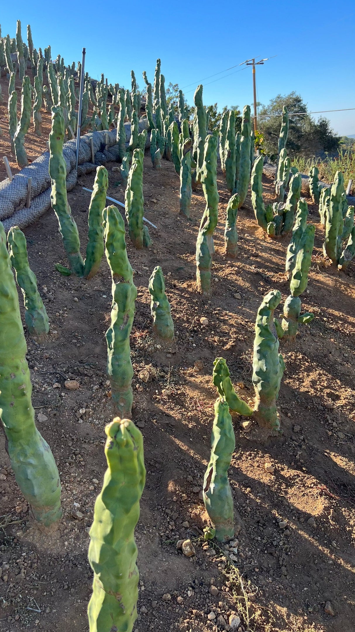 Totem Pole Cactus (Skinny Form) - Lophocereus Schottii Mieckleyanus