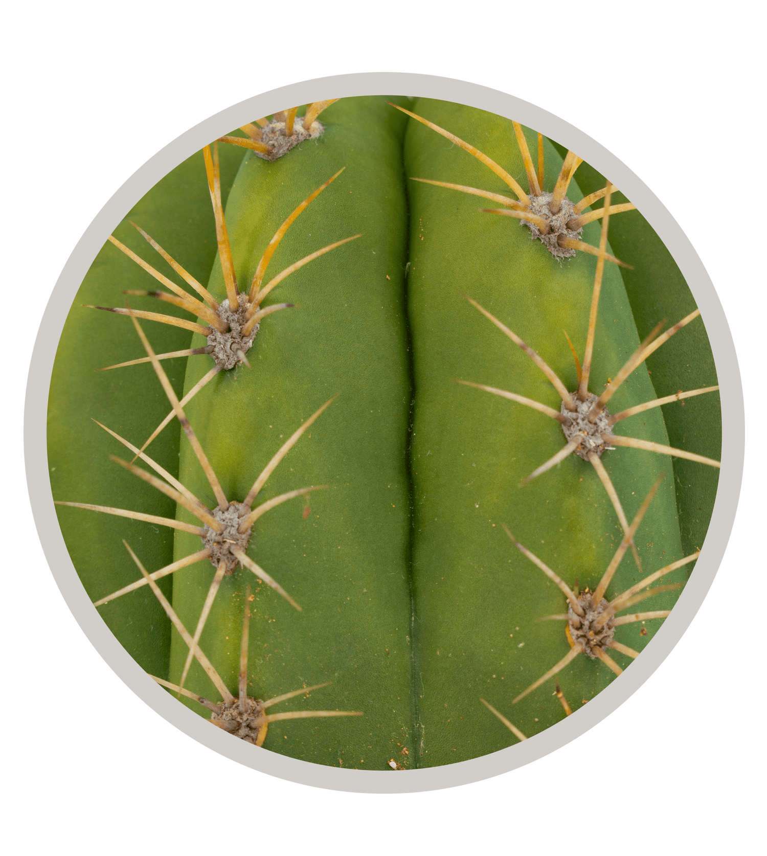 Argentine Saguaro, Echinopsis terscheckii, Trichocereus terscheckii,Cardon Grande | Cactus Warehouse | Exotic Cacti Collection & Quality Desert Plants