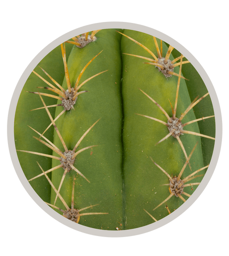 Argentine Saguaro, Echinopsis terscheckii, Trichocereus terscheckii,Cardon Grande | Cactus Warehouse | Exotic Cacti Collection & Quality Desert Plants