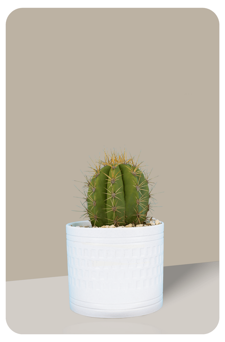 Argentine Saguaro Echinopsis Terscheckii Trichocereus CactusWarehouse argentine-saguaro-echinopsis-terscheckii-trichocereus-cactuswarehouse