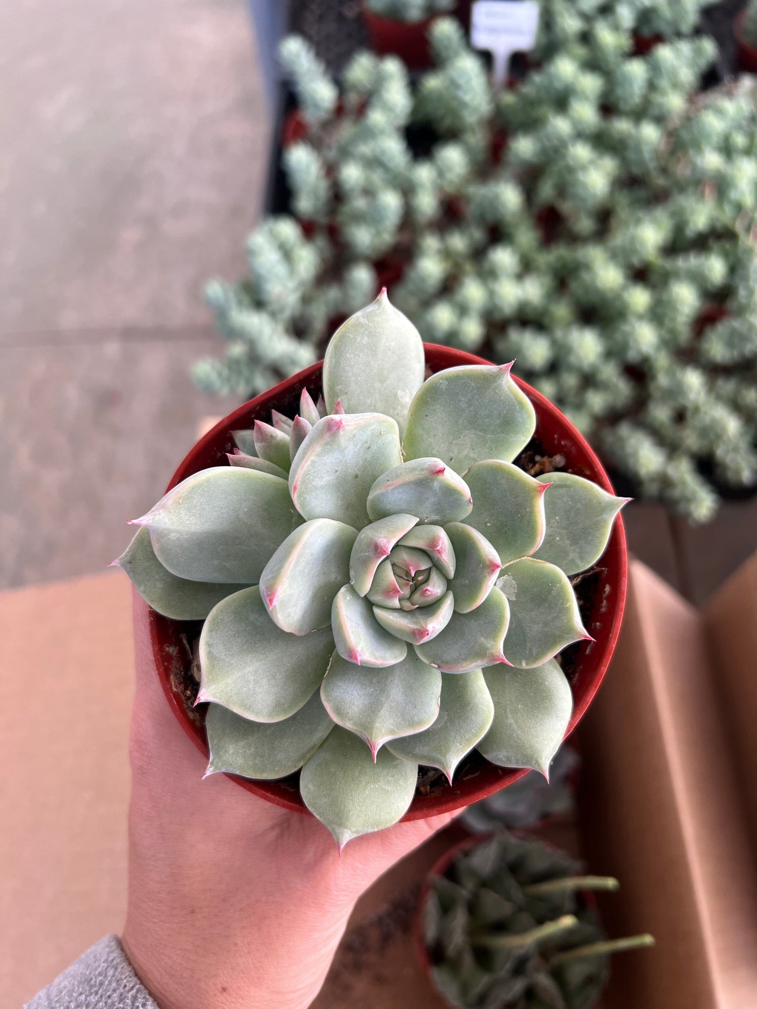 Mixed Echeveria Bundle - Echeveria