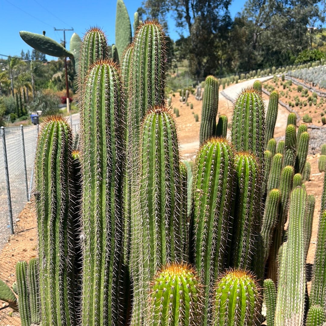 Golden Torch Cactus - Echinopsis Spachiana
