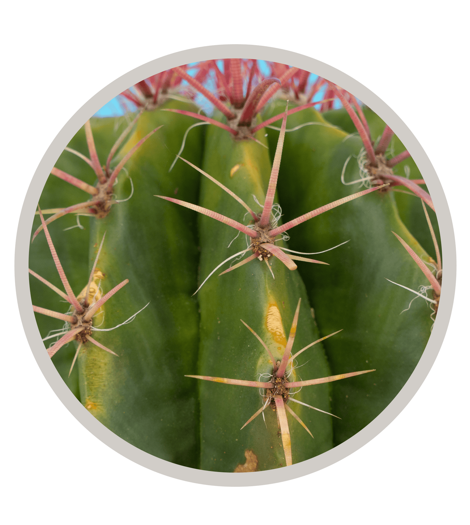 Mexican Lime Cactus, Ferocactus pilosus/stainesii, Ferocactus pringlei ,Viznaga de Lima, Red Barrel | Cactus Warehouse | Exotic Cacti Collection & Quality Desert Plants