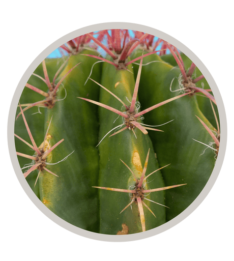 Mexican Lime Cactus, Ferocactus pilosus/stainesii, Ferocactus pringlei ,Viznaga de Lima, Red Barrel | Cactus Warehouse | Exotic Cacti Collection & Quality Desert Plants