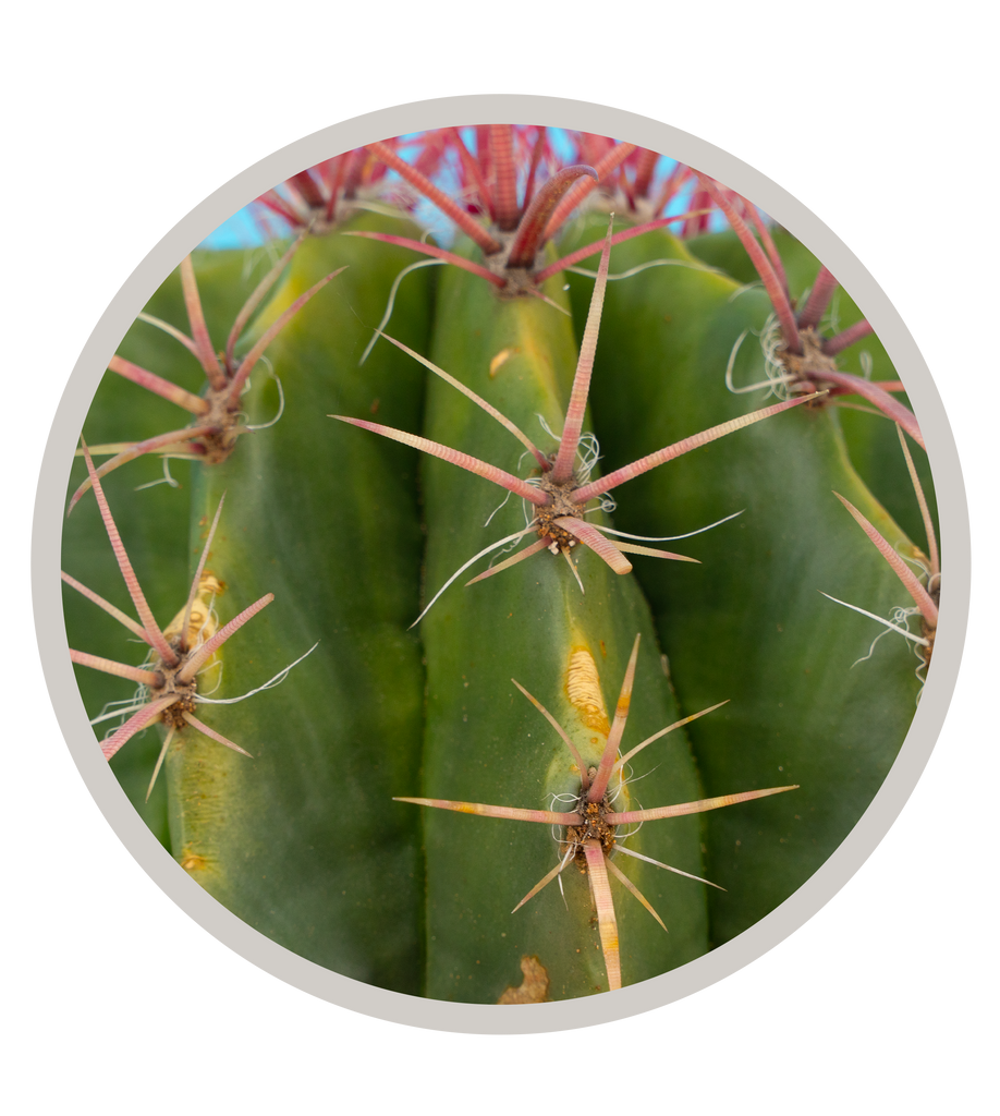 Mexican Lime Cactus, Ferocactus pilosus/stainesii, Ferocactus pringlei ,Viznaga de Lima, Red Barrel | Cactus Warehouse | Exotic Cacti Collection & Quality Desert Plants