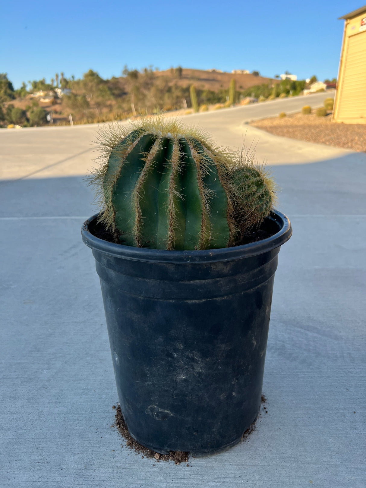 Balloon Cactus 2-Pack Cluster - Parodia magnifica