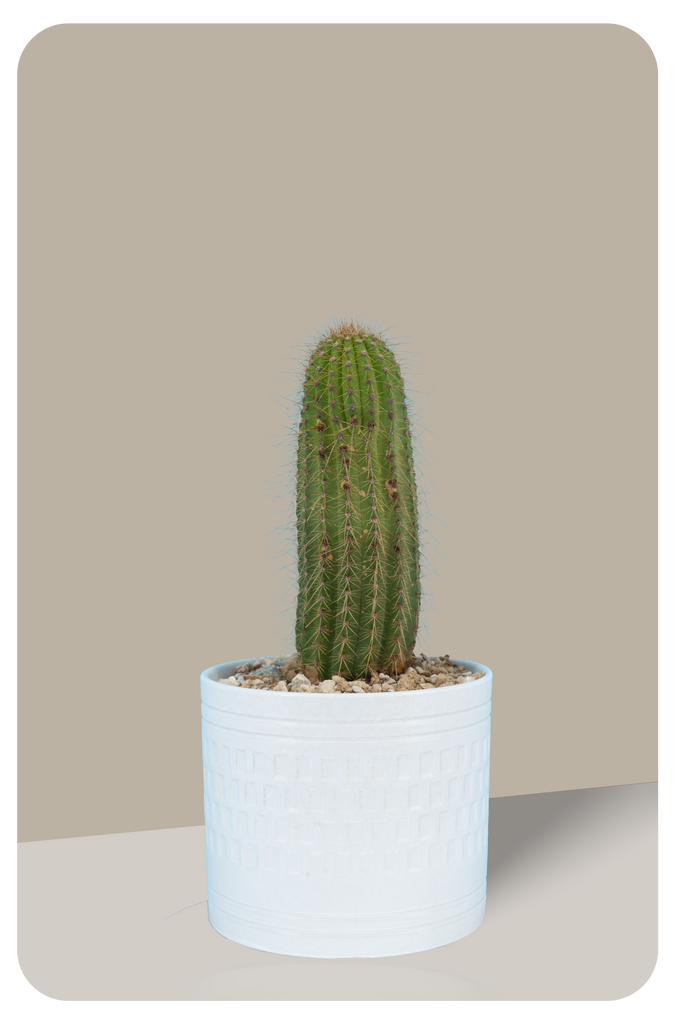Red Trichocereus Hybrid (Red Torch Cactus) | Cactus Warehouse | Exotic Cacti Collection & Quality Desert Plants