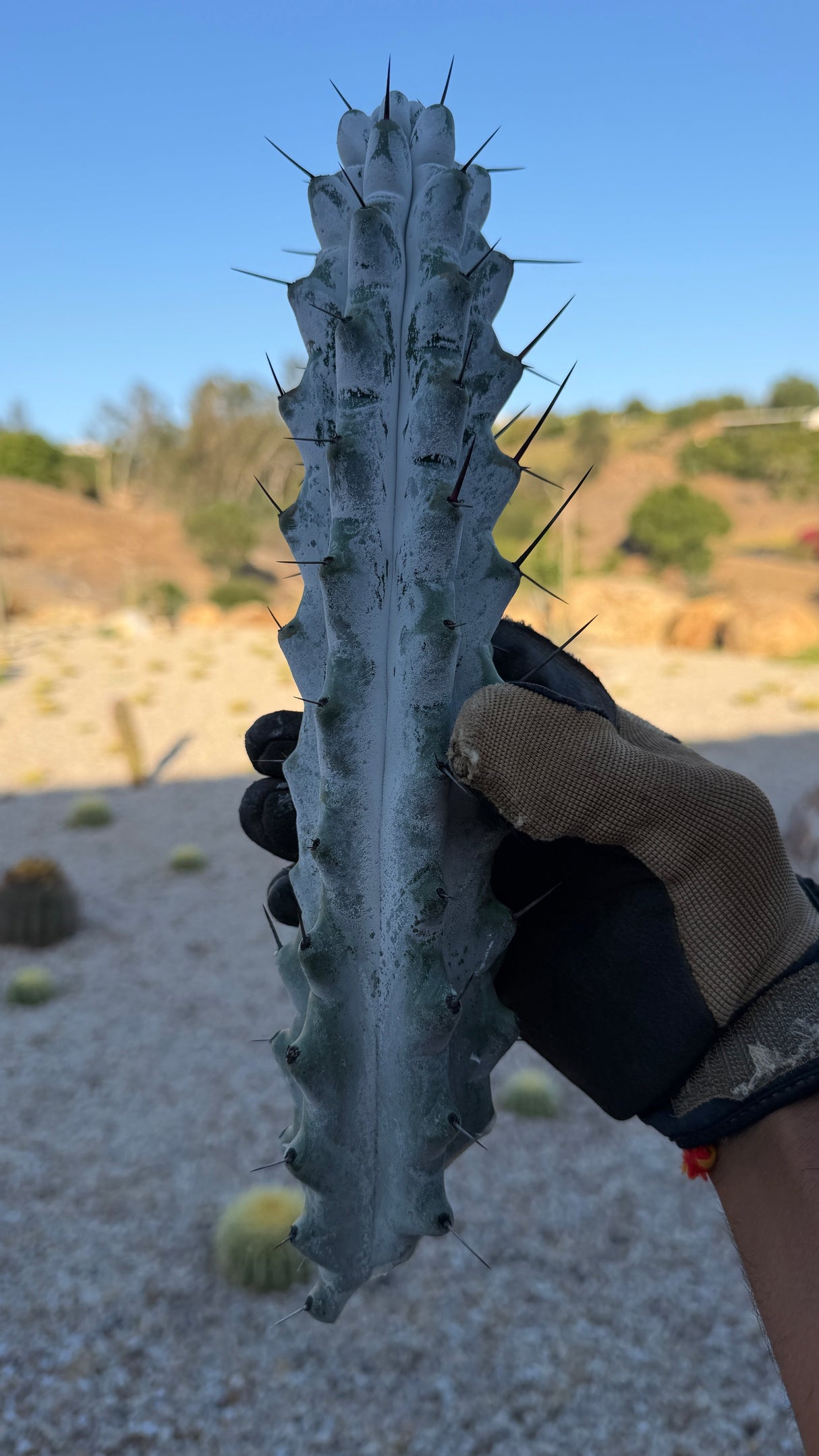 Stenocereus beneckei Chalk Cactus cutting about 12 inches with white farina and dark spines
