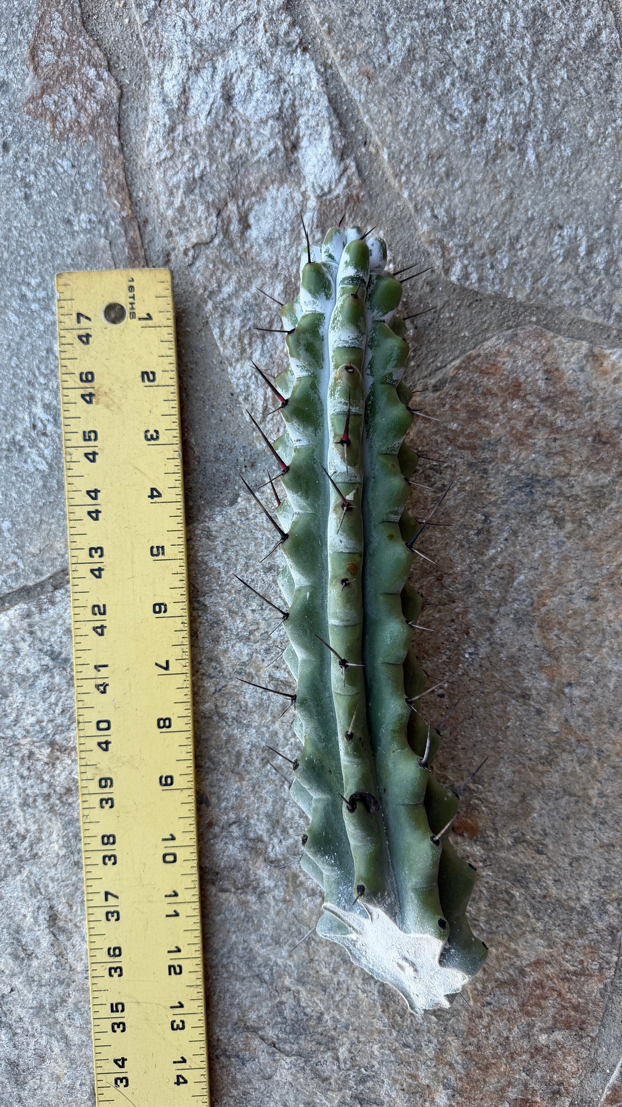 Stenocereus beneckei cutting measured at about 12 inches beside a ruler