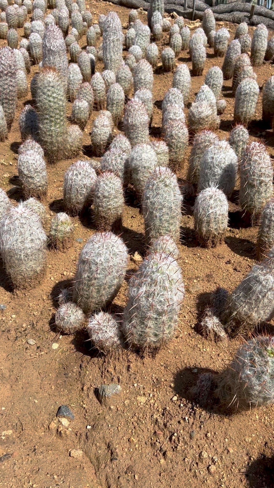 Old Man of the Mountain Cactus - Oreocereus Trollii