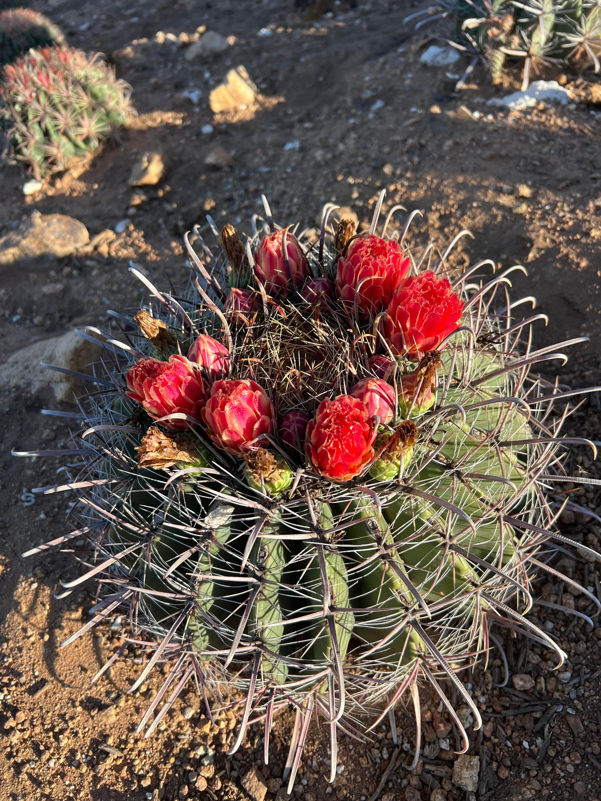 Fishhook Barrel Cactus - Ferocactus wislizeni