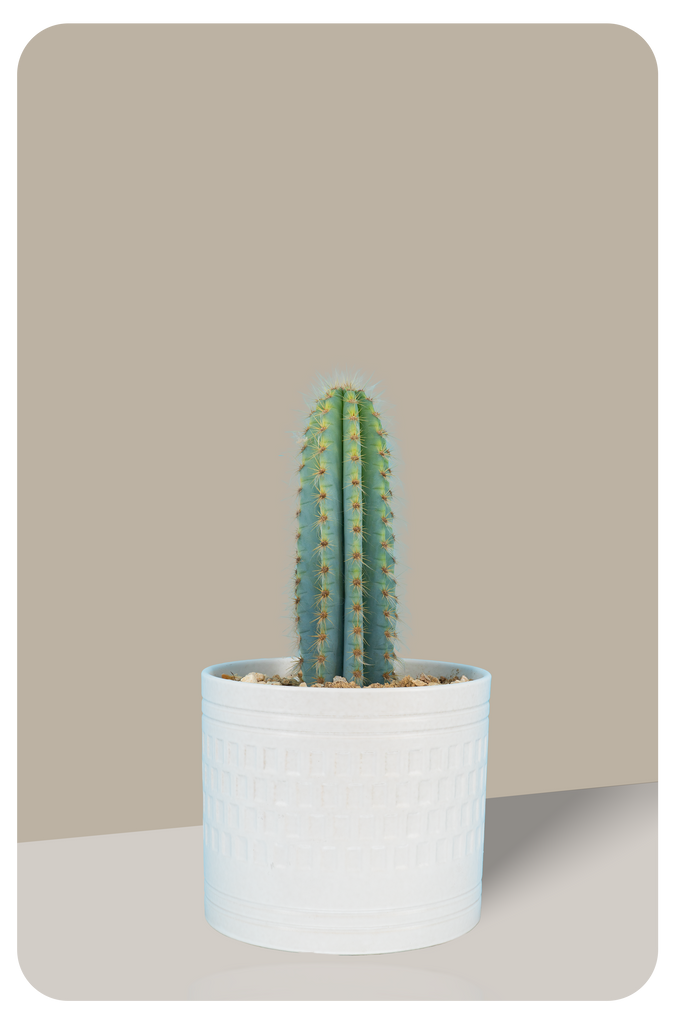 Brazilian Blue Cactus, Pilosocereus azureus, Blue Torch Cactus, Blue Columnar | Cactus Warehouse | Exotic Cacti Collection & Quality Desert Plants