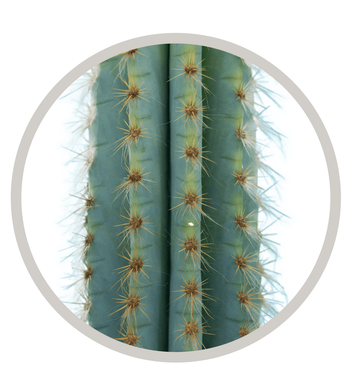 Brazilian Blue Cactus, Pilosocereus azureus, Blue Torch Cactus, Blue Columnar | Cactus Warehouse | Exotic Cacti Collection & Quality Desert Plants