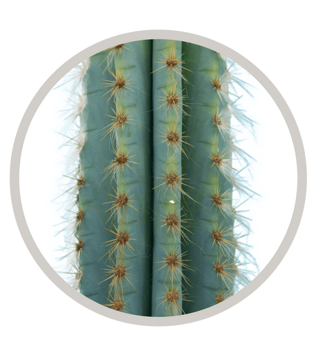 Brazilian Blue Cactus, Pilosocereus azureus, Blue Torch Cactus, Blue Columnar | Cactus Warehouse | Exotic Cacti Collection & Quality Desert Plants