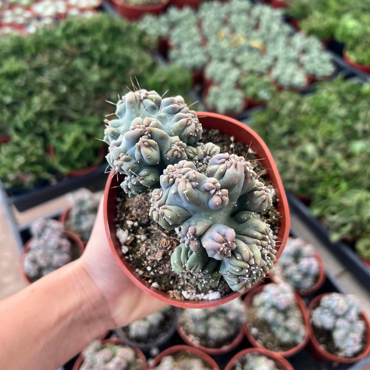 Cereus forbesii monstrose - 'Ming Thing'