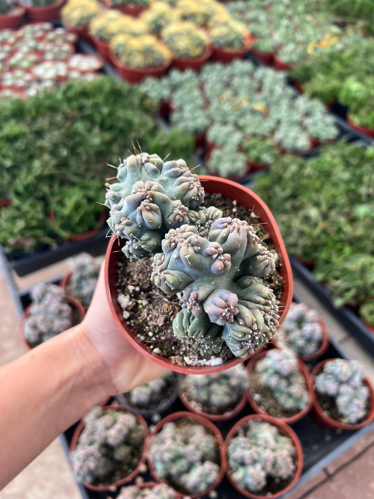 Cereus forbesii monstrose - 'Ming Thing'