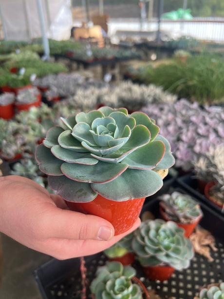 Echeveria 'Imbricata' - Echeveria