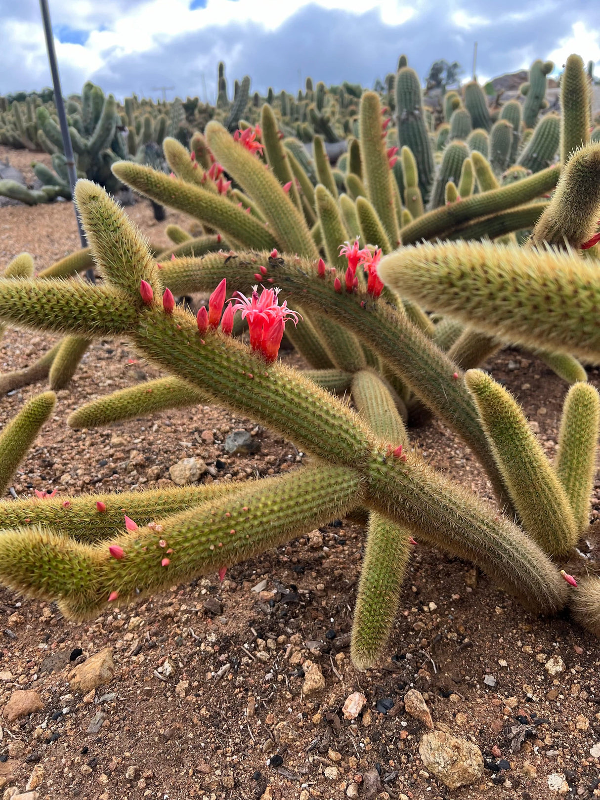 Golden Rat Tail - Cleistocactus Brookeae