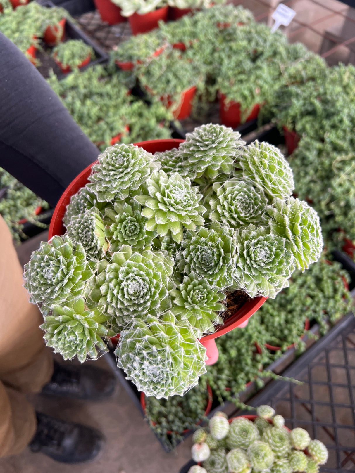 Cobweb Hens and Chicks - Sempervivum Arachnoideum